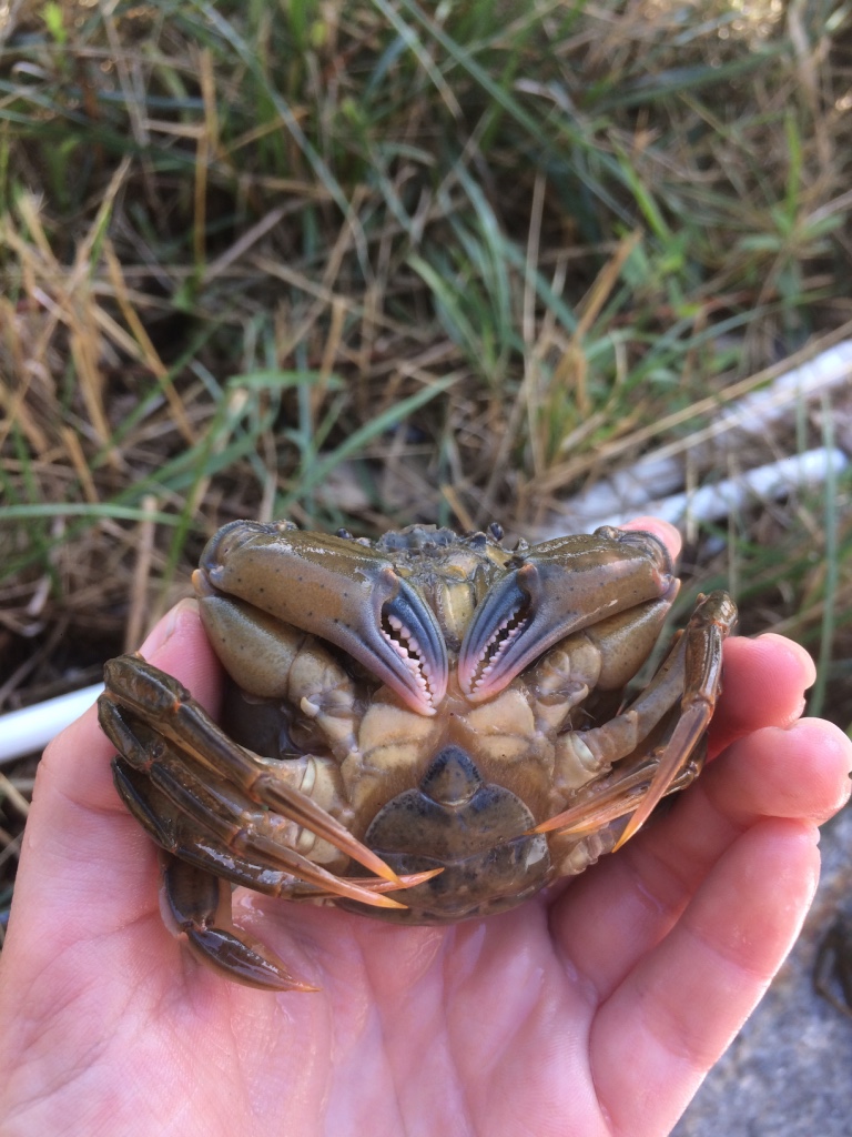 Training example from F2 on molt day